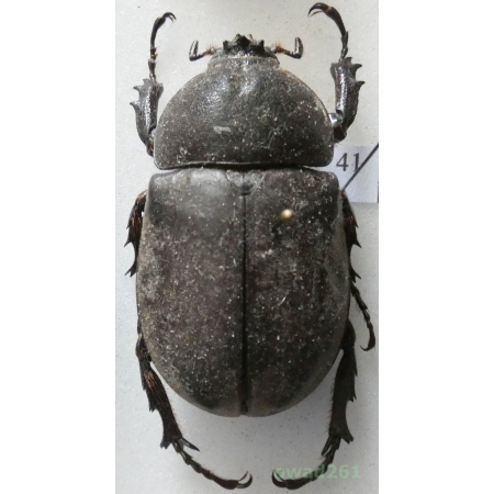 Chalcosoma atlas (Linnaeus, 1758) female Indonesia, Sulawesi 47mm41